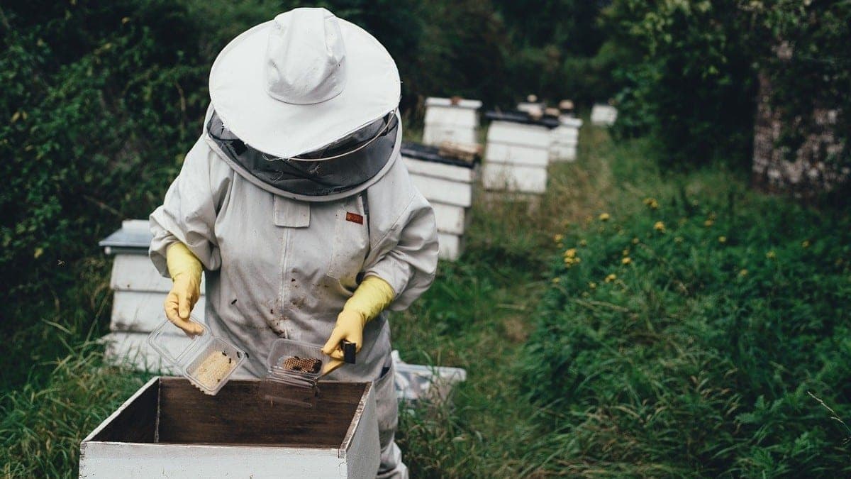 Abejas