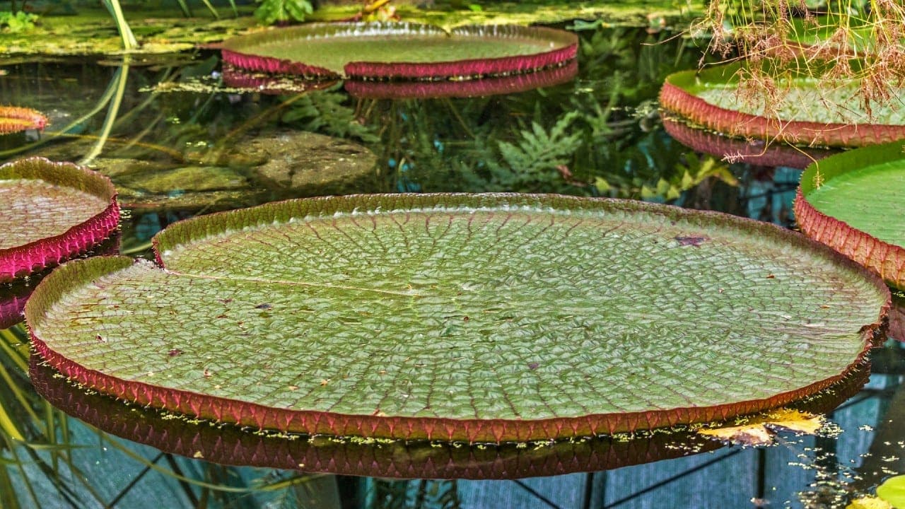 Amazonas