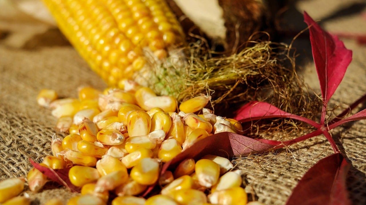 Colombia suspende aranceles al maíz, soya y sorgo - Forbes Colombia