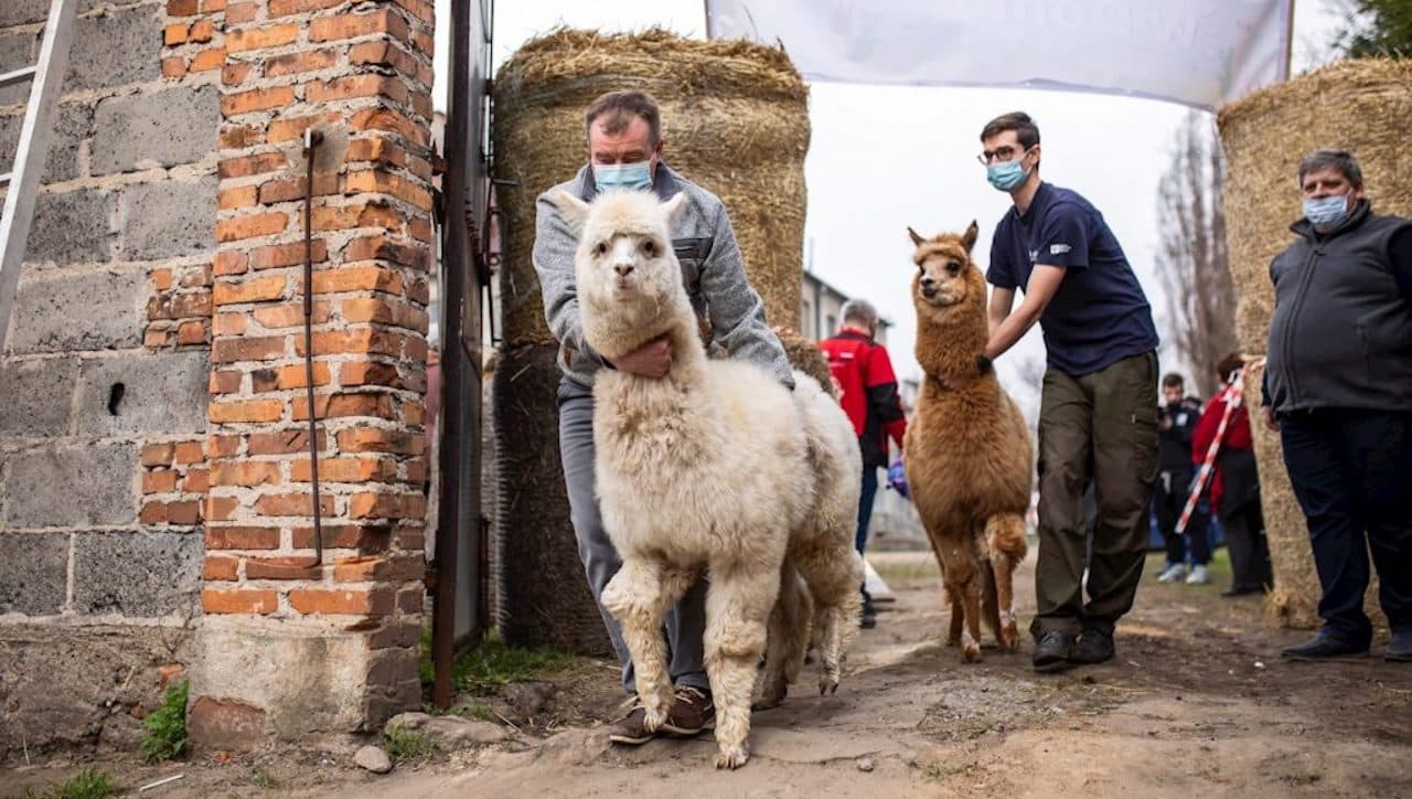 Universidad chilena vende anticuerpos de alpaca que neutralizan el SARS-CoV-2