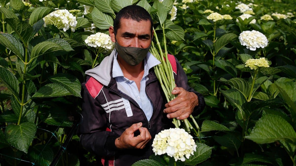 Floricultor colombiano coquetea con sus hortensias en Estados Unidos