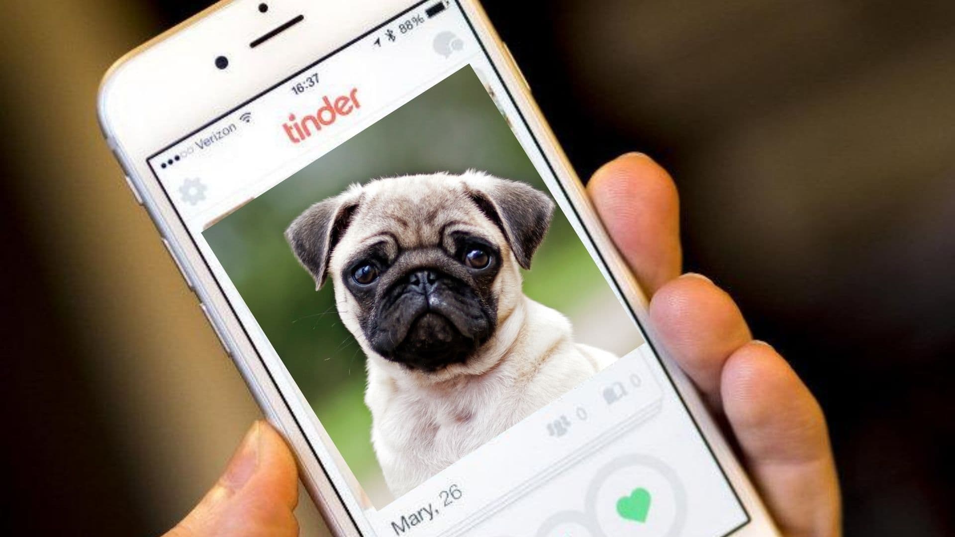 Tinder mascotas