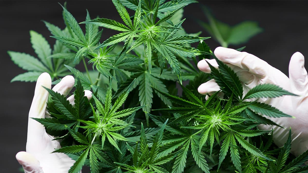 CBD: La nueva marihuana legal que está de moda