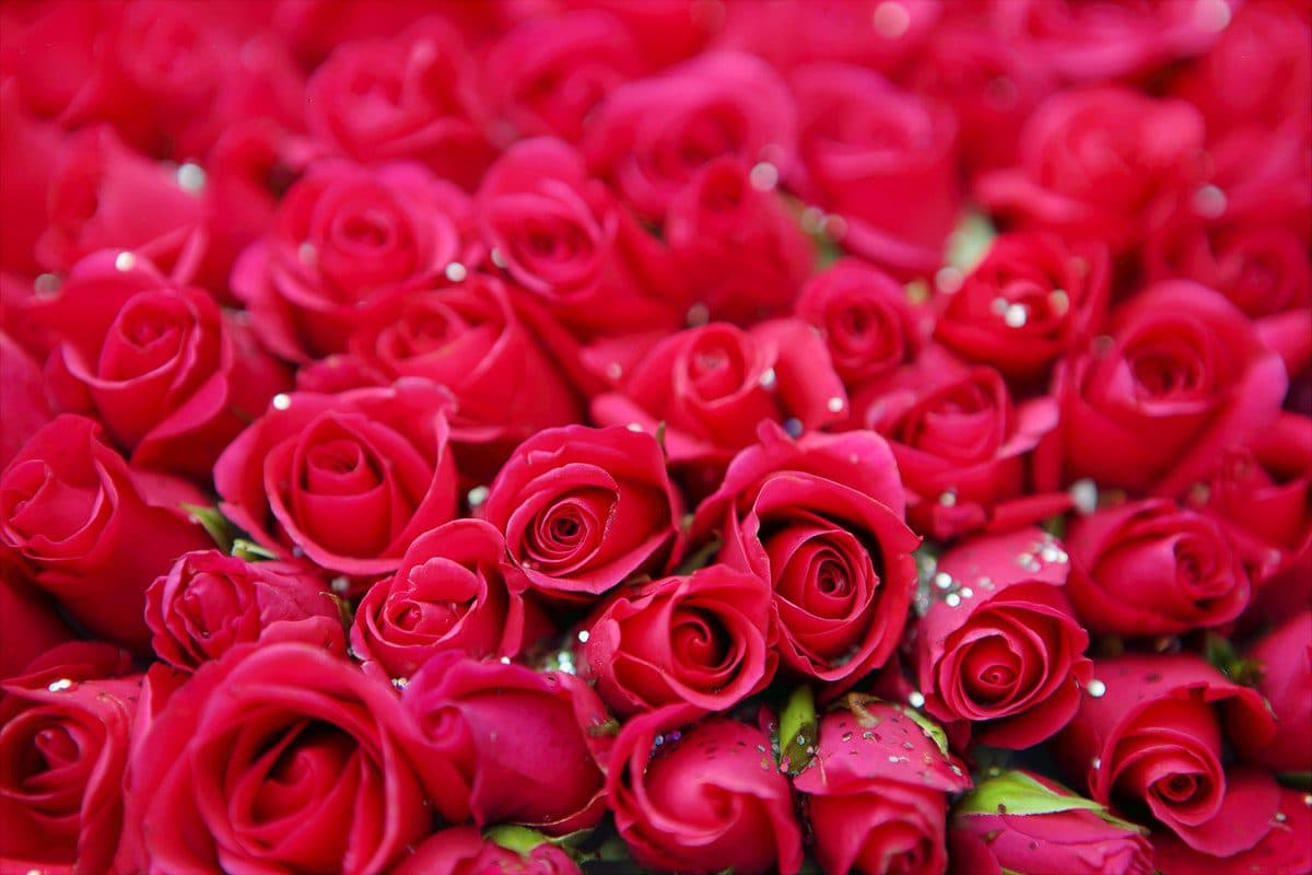 Flores colombianas