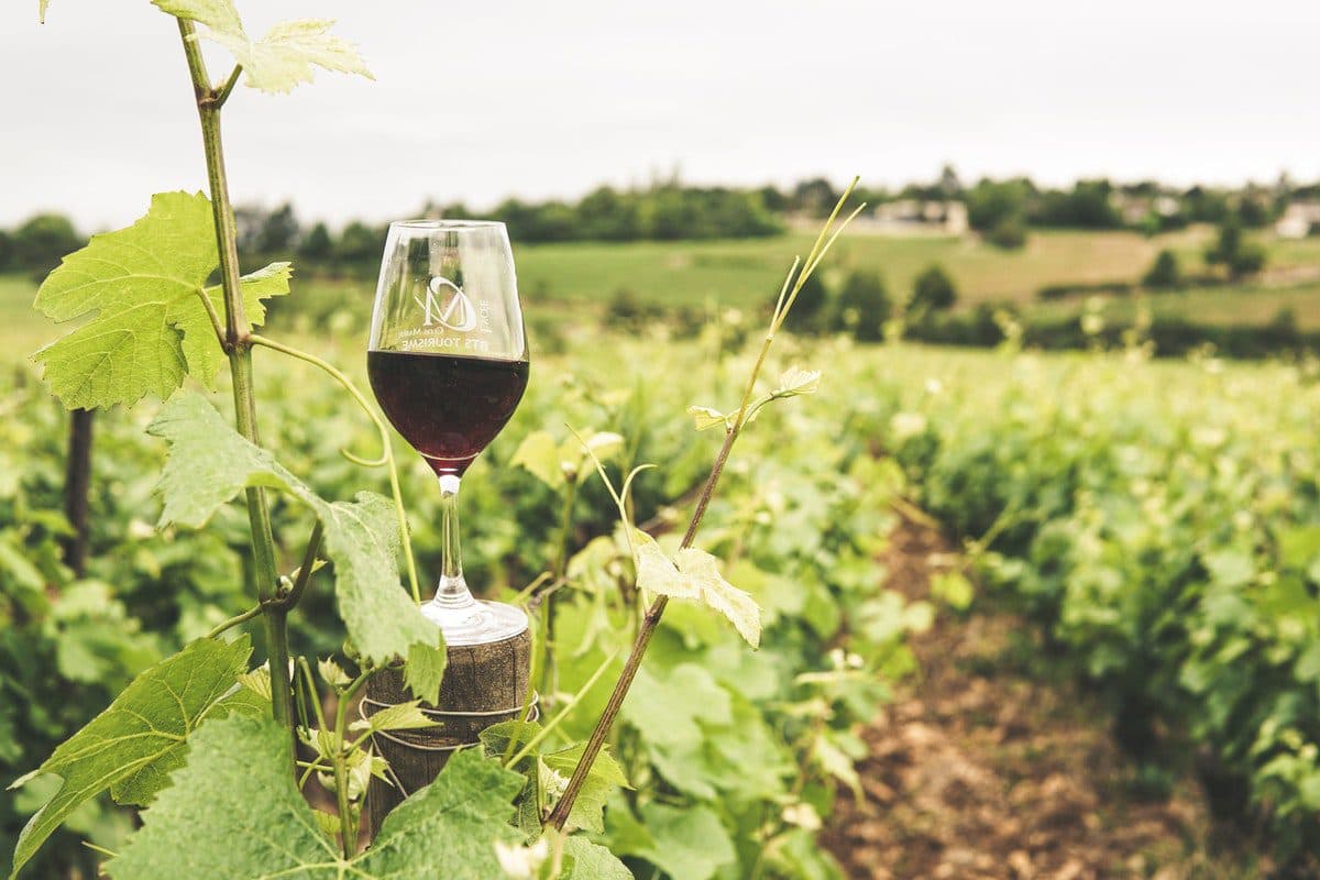 vinos