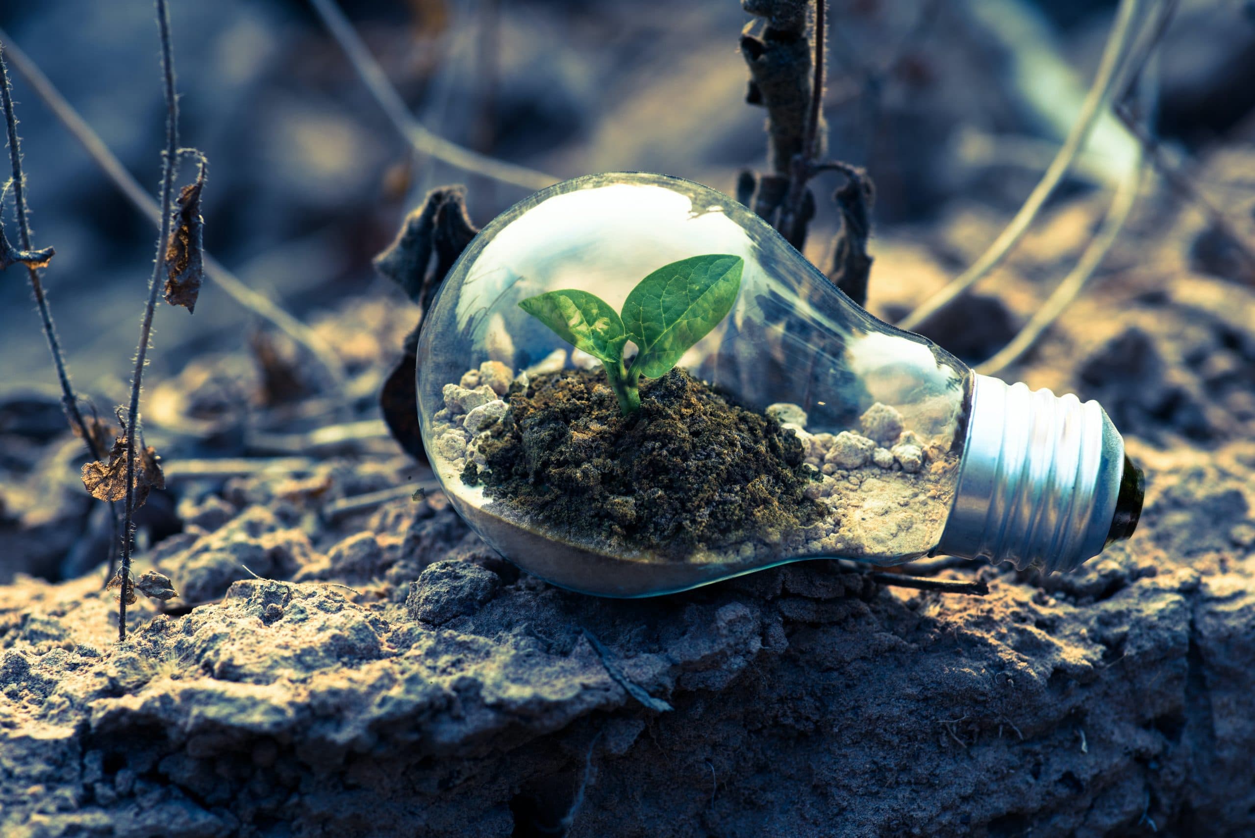 Medio ambiente Pexels
