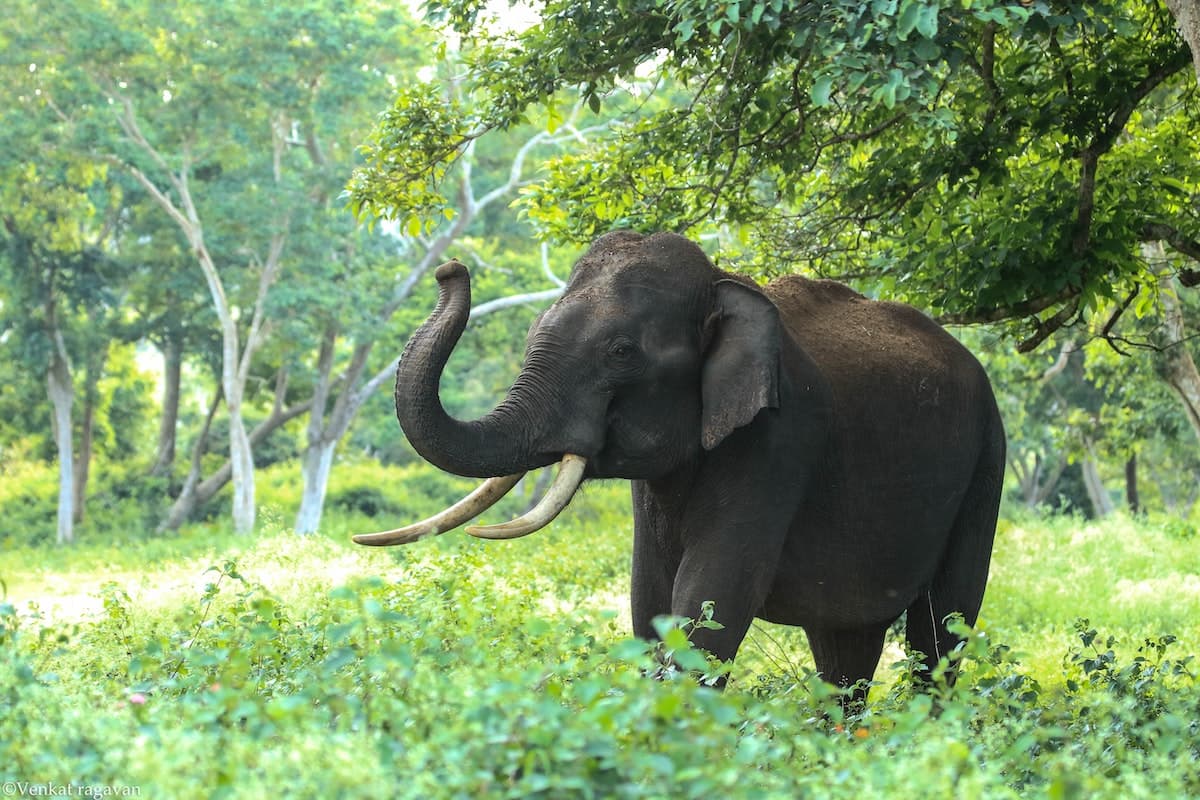 Elefante, marfil
