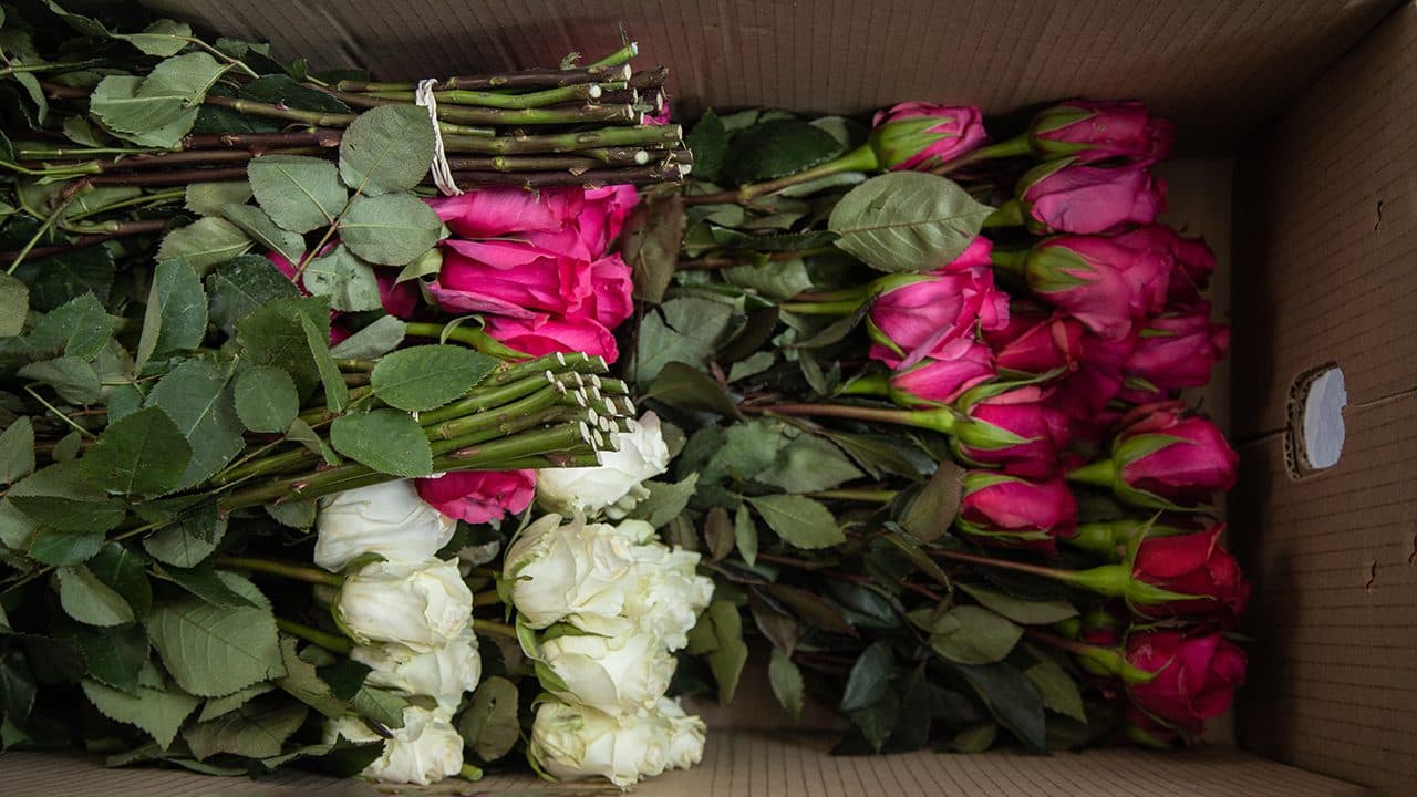 Las flores para San Valentín, un producto colombiano con toque venezolano