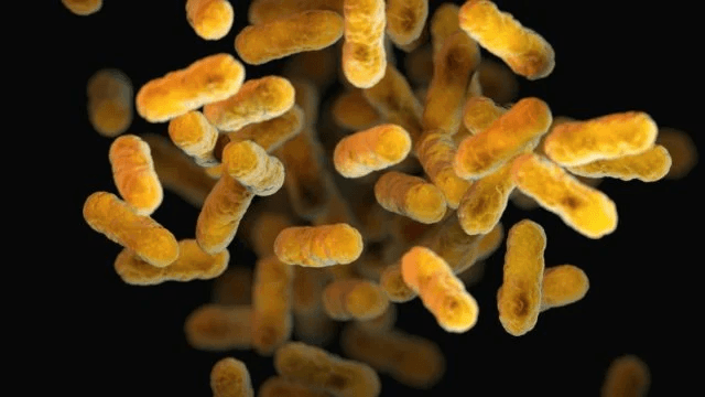El ‘Arca de Noé microbiana’ empieza a tomar forma