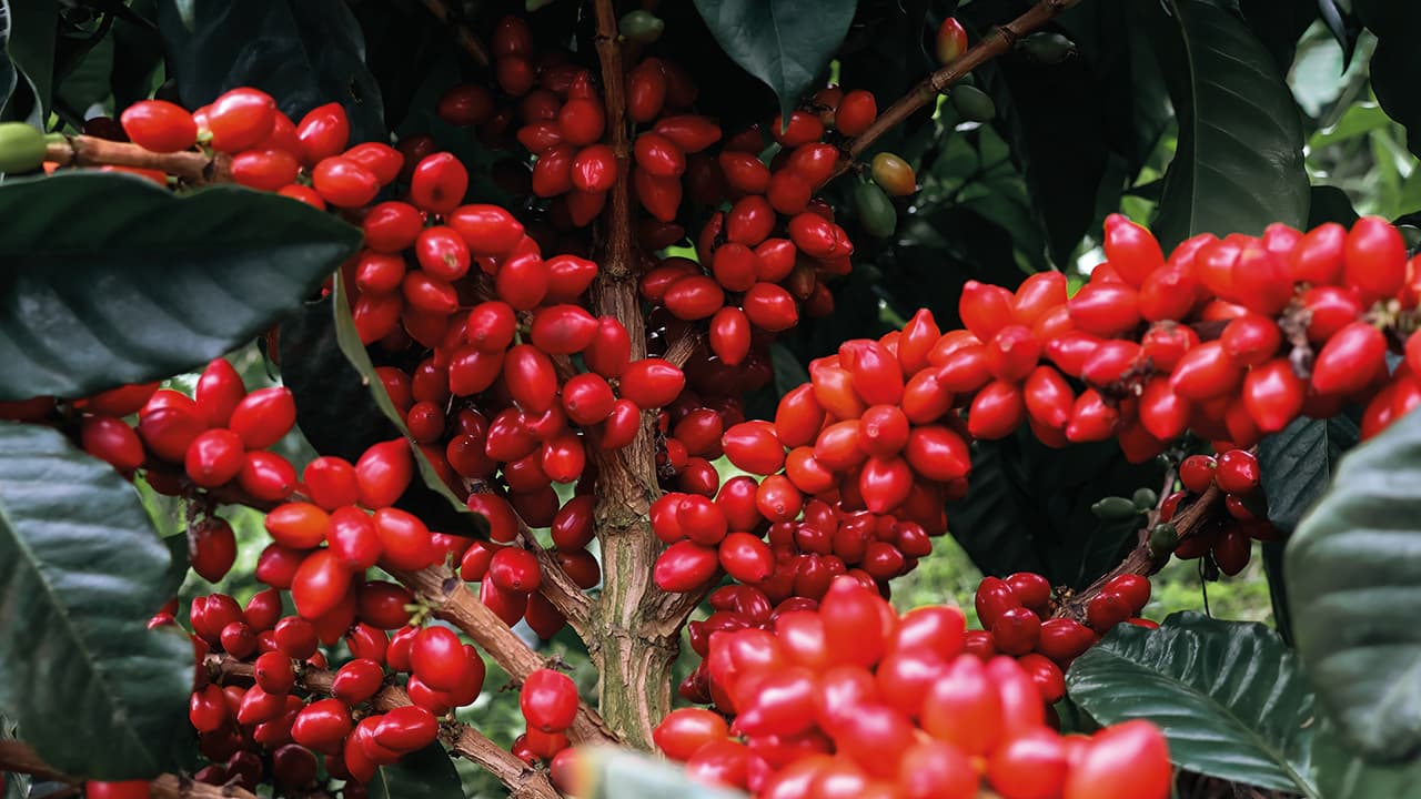Fondo del Café destinará $40.000 millones para enfrentar volatilidad de precios del grano y alza de fertilizantes