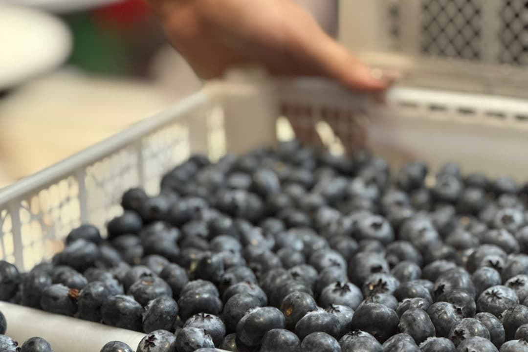 Colombia consume el 95% de su producción de arándanos y busca crecer en exportaciones