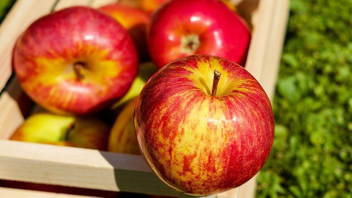 Francia, Italia y Polonia son los mayores proveedores europeos de manzanas para Colombia