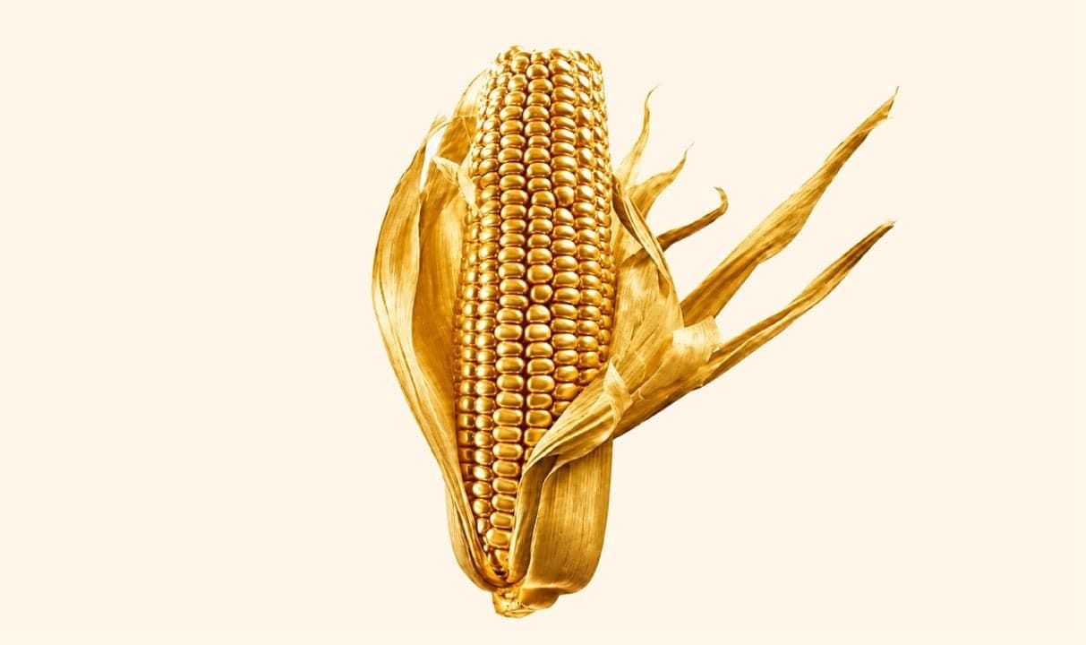 Maíz el oro de América