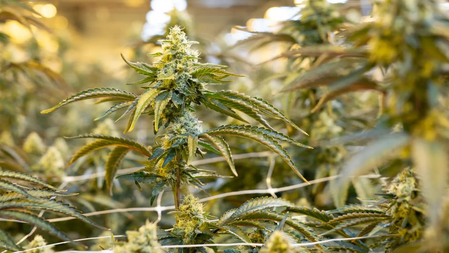 Un nuevo estudio revela que el cannabis medicinal acabó con las pesadillas en algunos pacientes con trastorno de estrés postraumático
