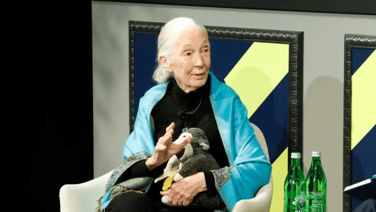 El legado de Jane Goodall: enseñanzas vigentes para la conservación del planeta