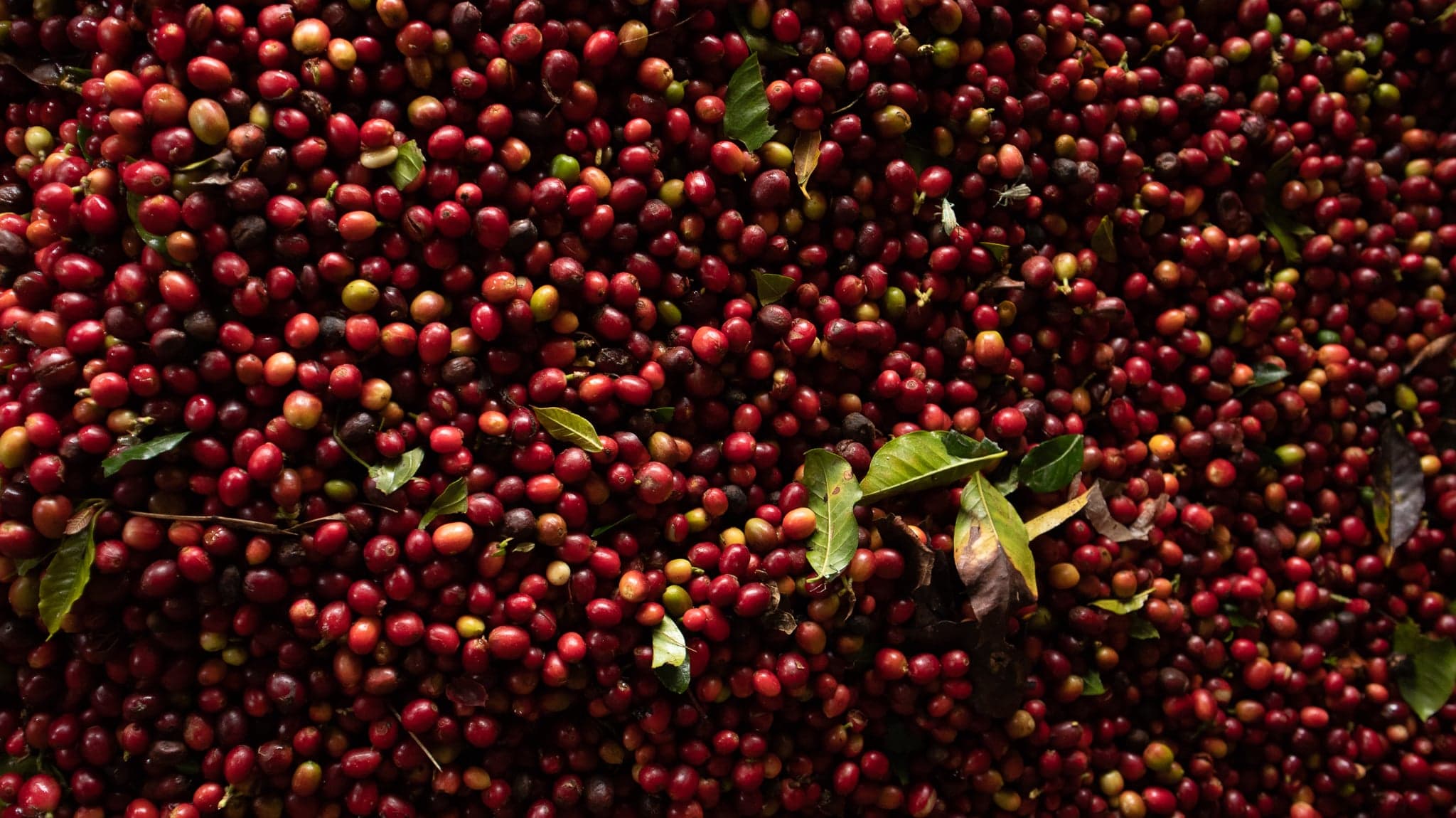 Esta marca de café destinará el 1% de sus ventas a proyectos sociales y ambientales 