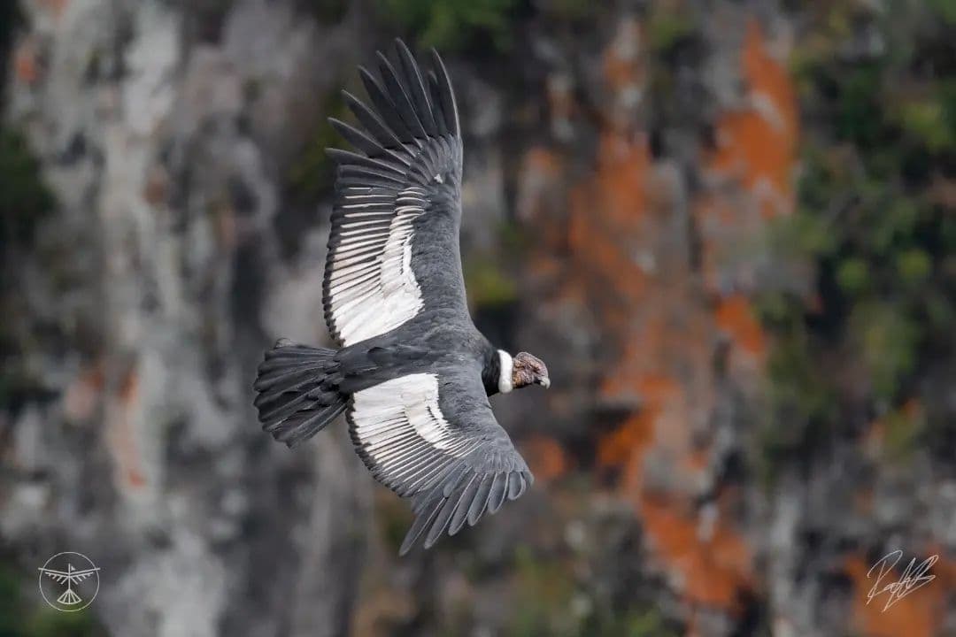 El cóndor de los Andes